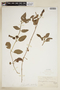 Coccocypselum lanceolatum image
