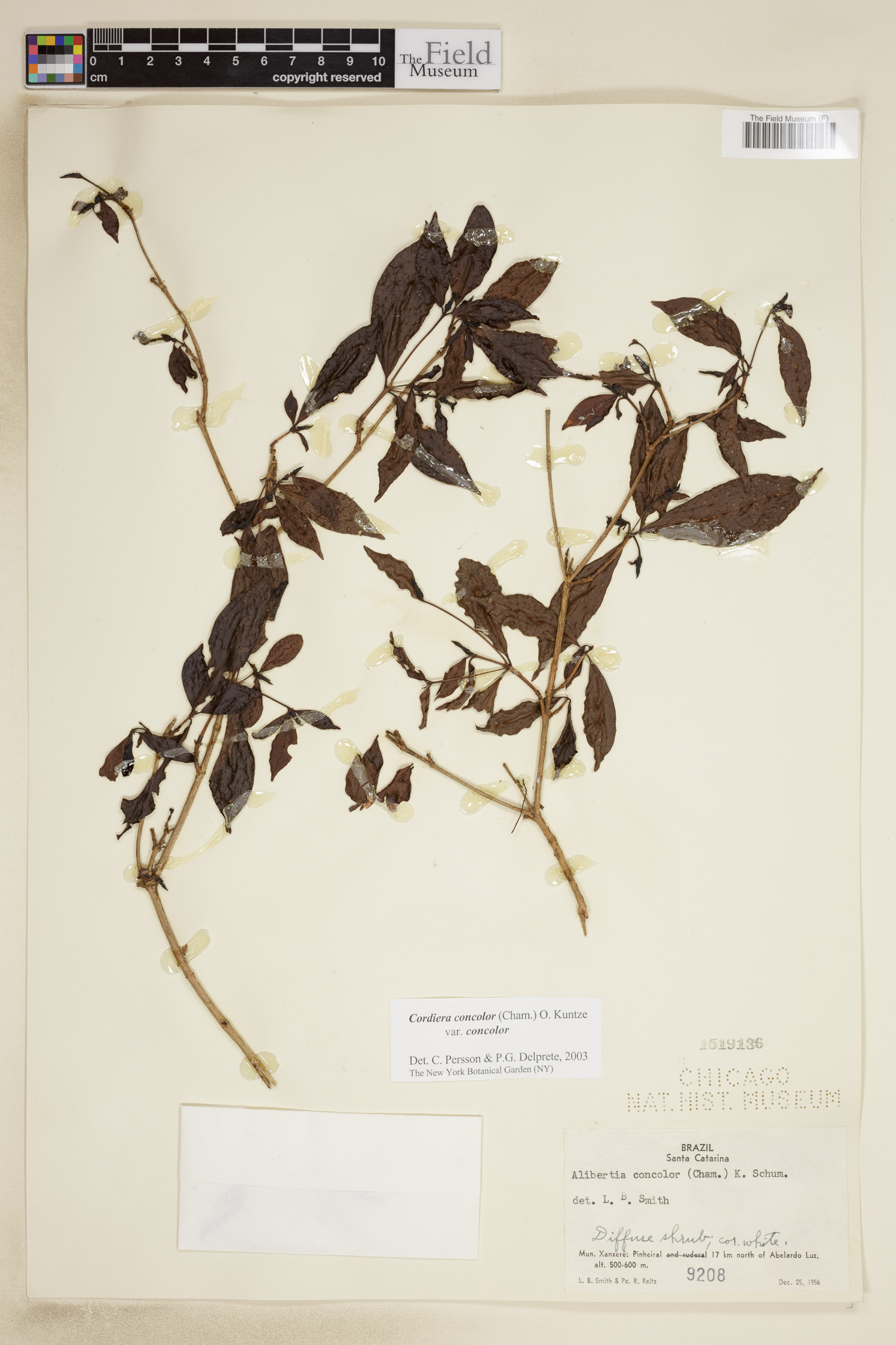 Cordiera concolor image