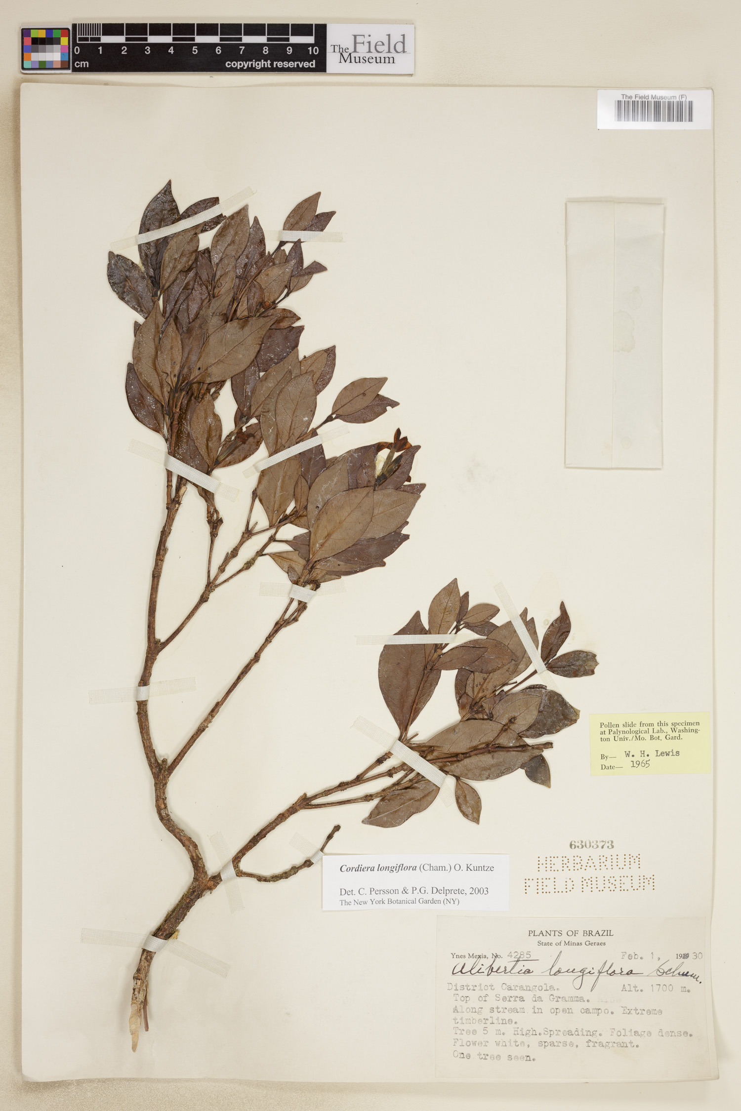 Alibertia longiflora image