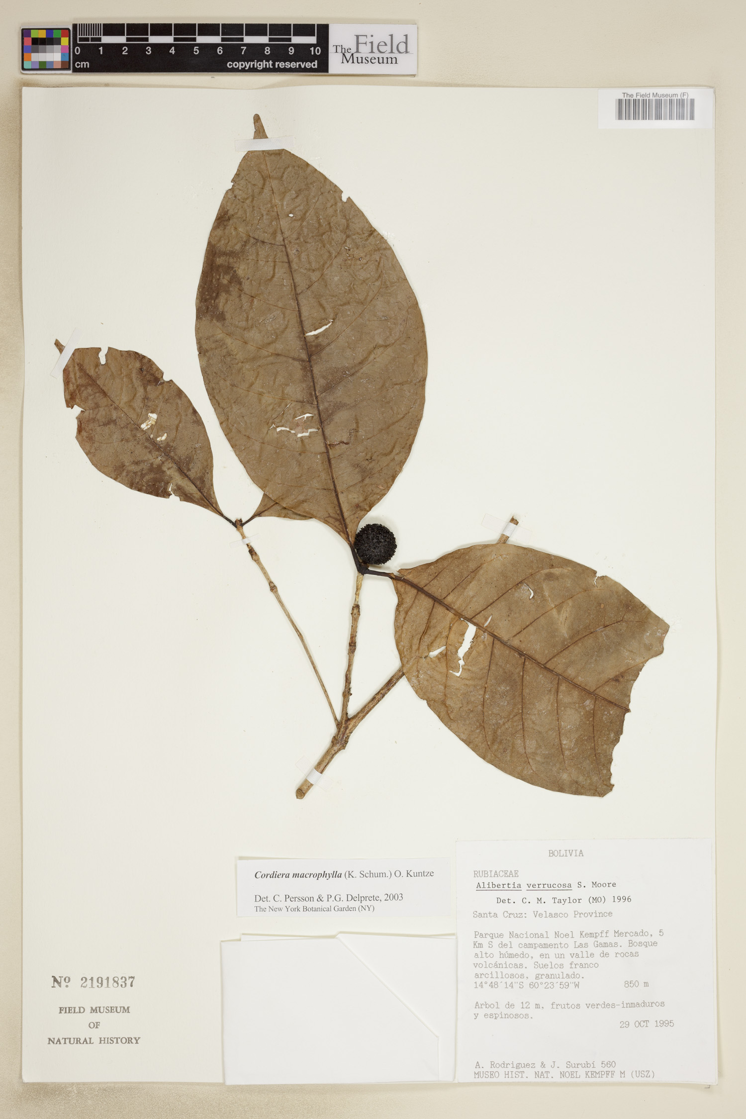 Cordiera macrophylla image