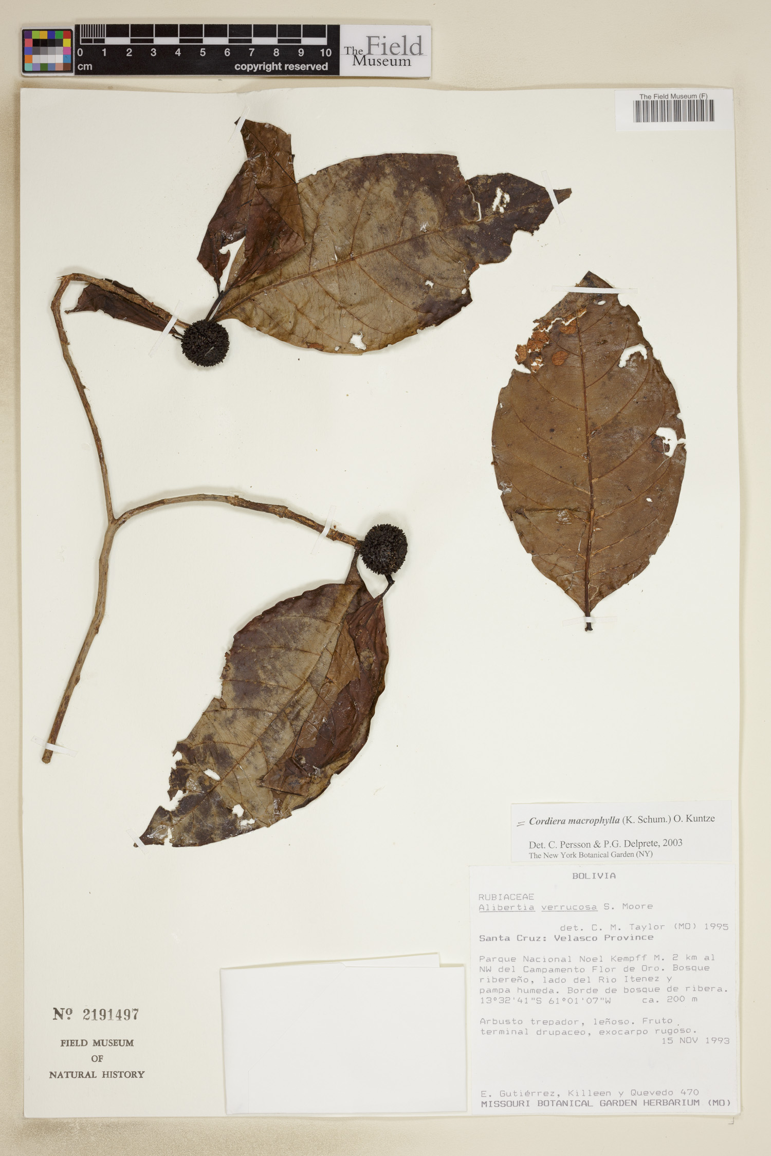Cordiera macrophylla image