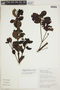 Cordiera myrciifolia image