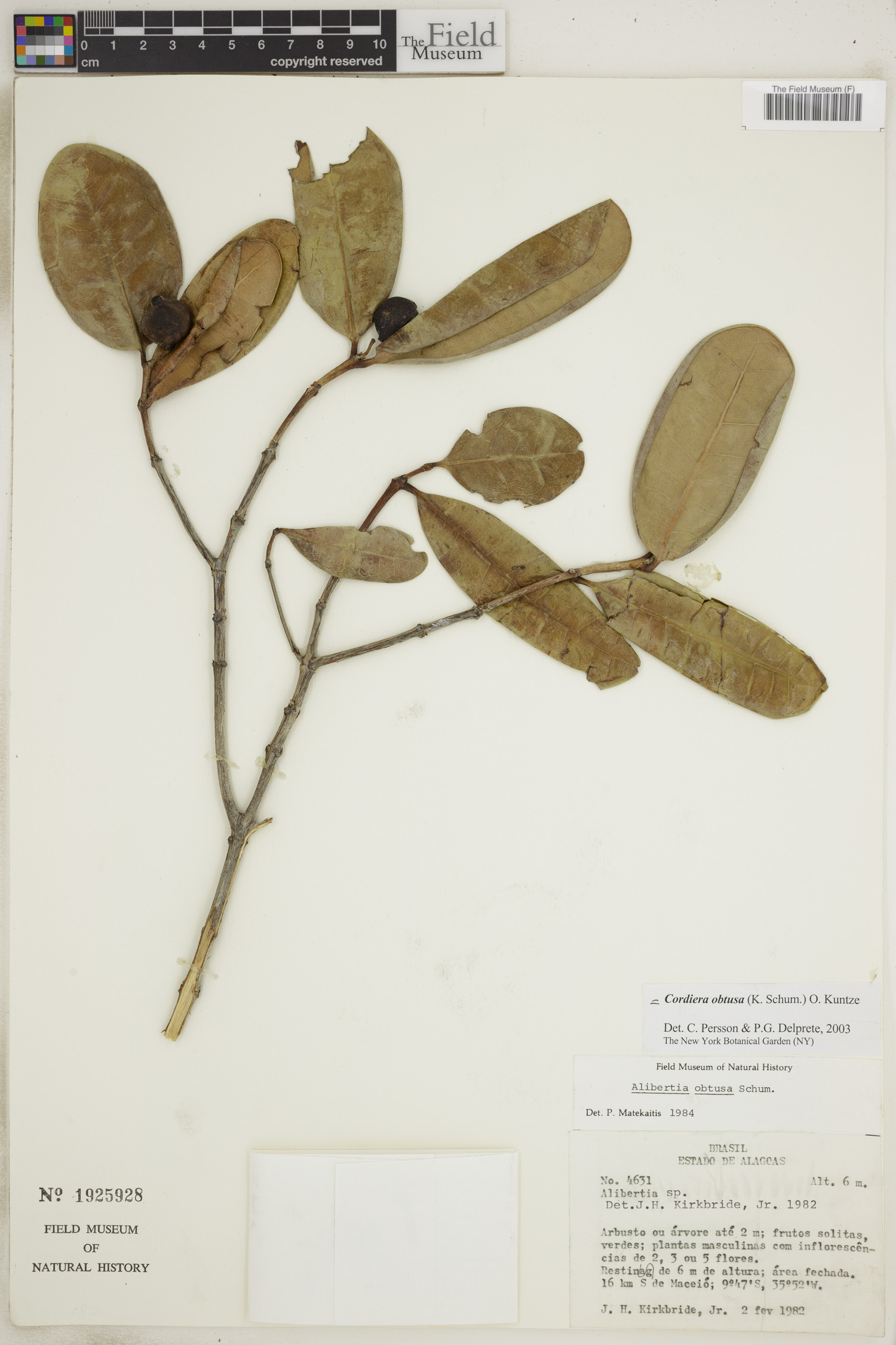 Alibertia obtusa image