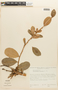 Erythroxylum suberosum image