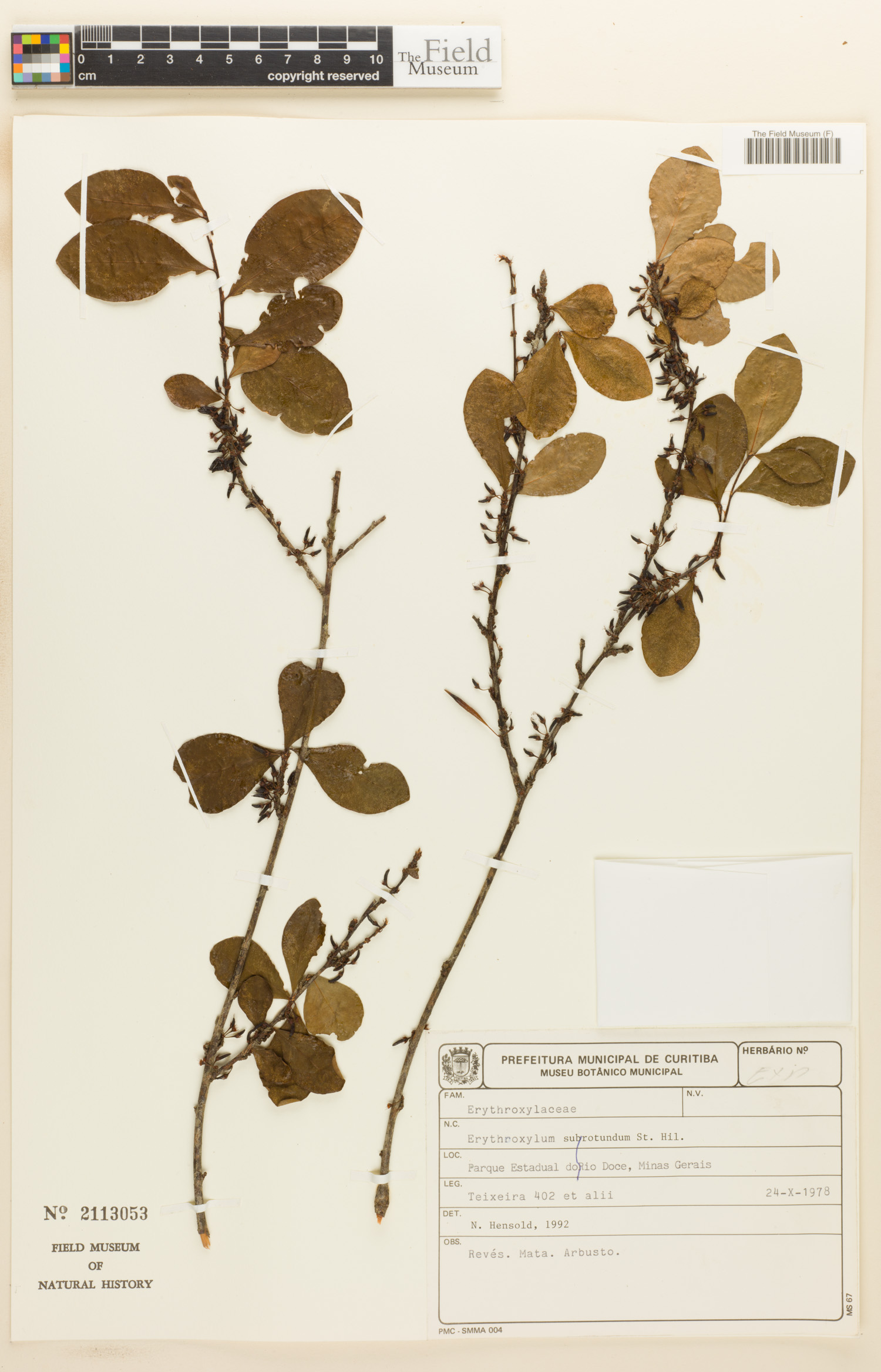 Erythroxylum subrotundum image