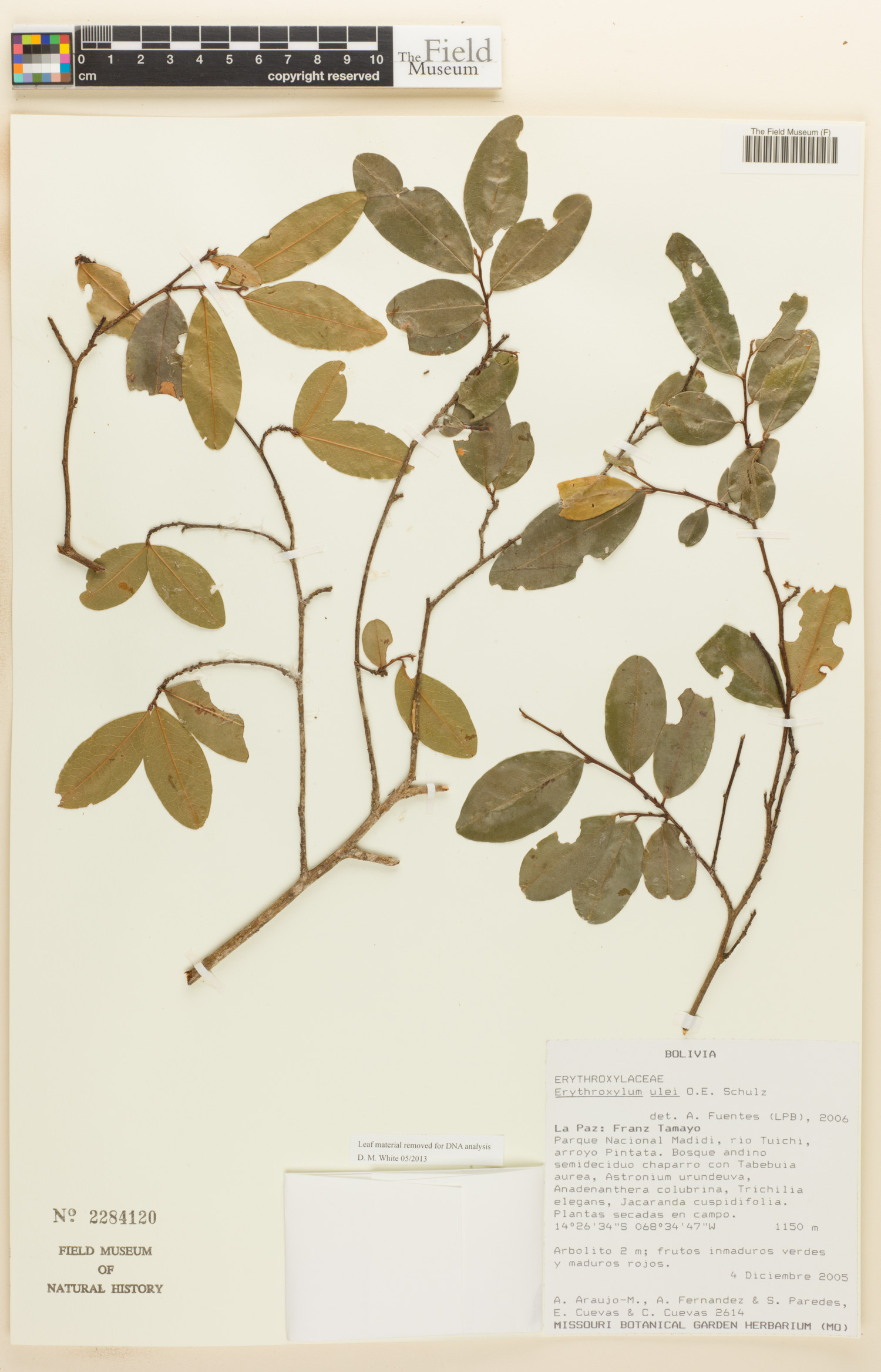 Erythroxylum ulei image
