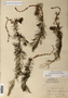 Myriophyllum sibiricum image