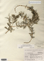 Myriophyllum sibiricum image