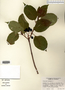 Viburnum lentago image