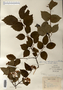 Viburnum rafinesqueanum image