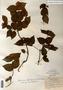 Viburnum rafinesqueanum image