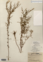 Epilobium leptophyllum image