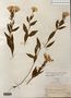 Oenothera pilosella image
