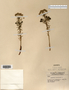 Euphorbia cyparissias image