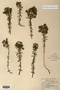 Euphorbia cyparissias image