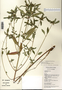 Euphorbia dentata image