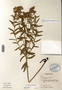 Euphorbia esula image