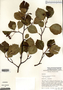 Crataegus succulenta image