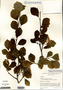 Crataegus succulenta image