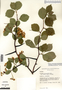 Crataegus succulenta image