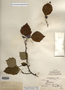 Crataegus margarettae image