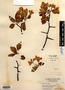 Malus ioënsis image