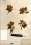 Malus ioënsis image