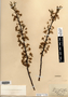 Prunus pumila image