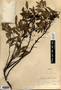 Prunus pumila image