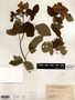 Rosa setigera image