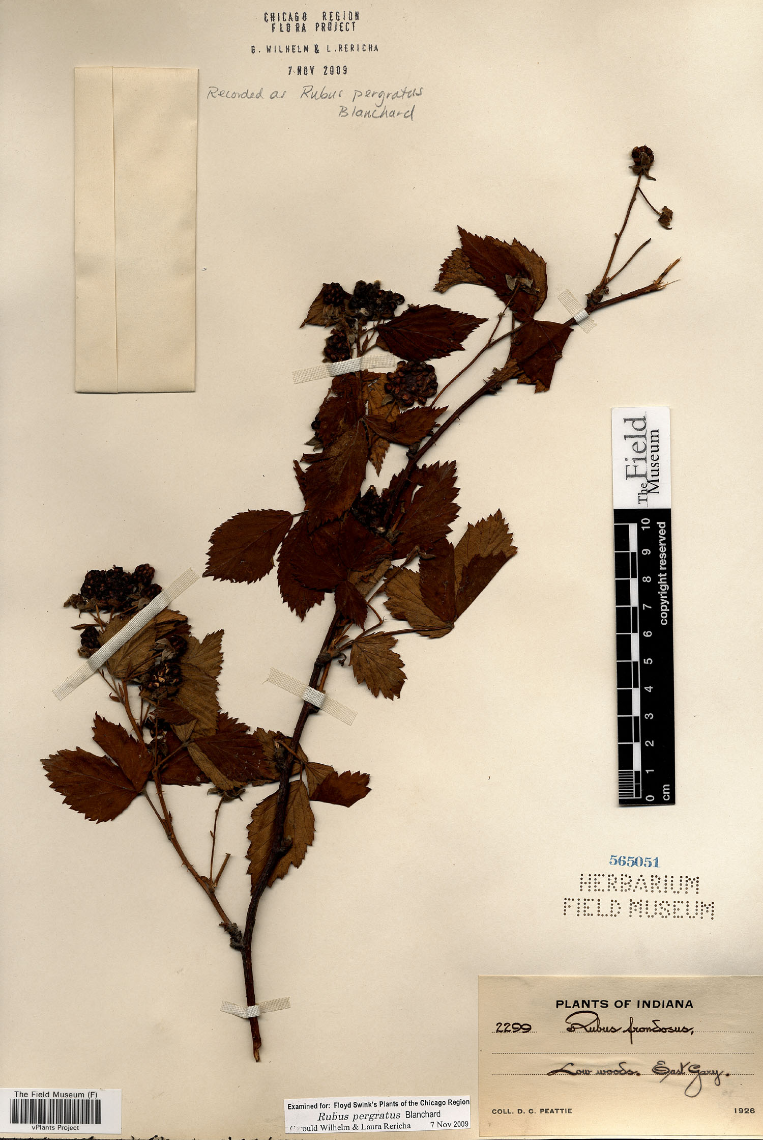Rubus × pergratus image