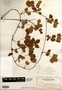 Rubus hispidus image