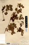 Rubus hispidus image