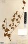 Rubus hispidus image