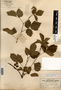 Rubus recurvans image