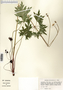 Anemone cylindrica image