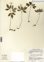 Anemone quinquefolia image