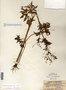Ranunculus pensylvanicus image