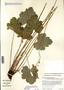 Heuchera richardsonii image