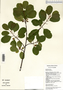 Frangula alnus image