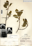 Frangula alnus image