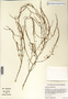 Asparagus officinalis image