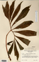Arisaema dracontium image