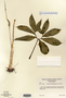 Arisaema dracontium image