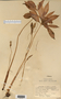 Arisaema dracontium image