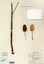 Arisaema dracontium image