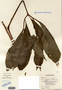 Arisaema dracontium image