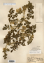Solanum rostratum image