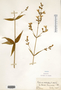 Silene stellata image