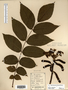 Juglans cinerea image